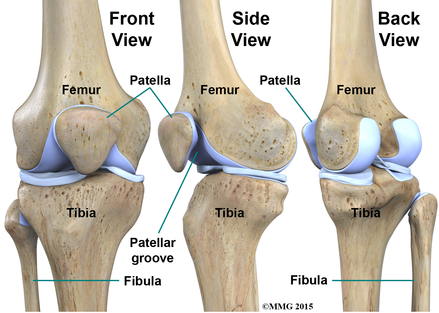 Knee Views